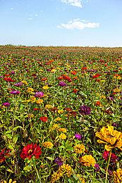 新《游戏王：大师对决》将支持跨平台匹配和存档